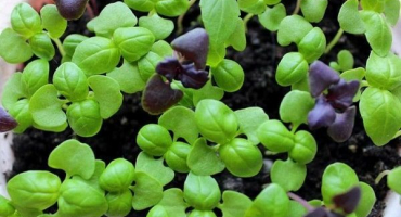 Jak pěstovat bazalku ze semínek doma pro sazenice